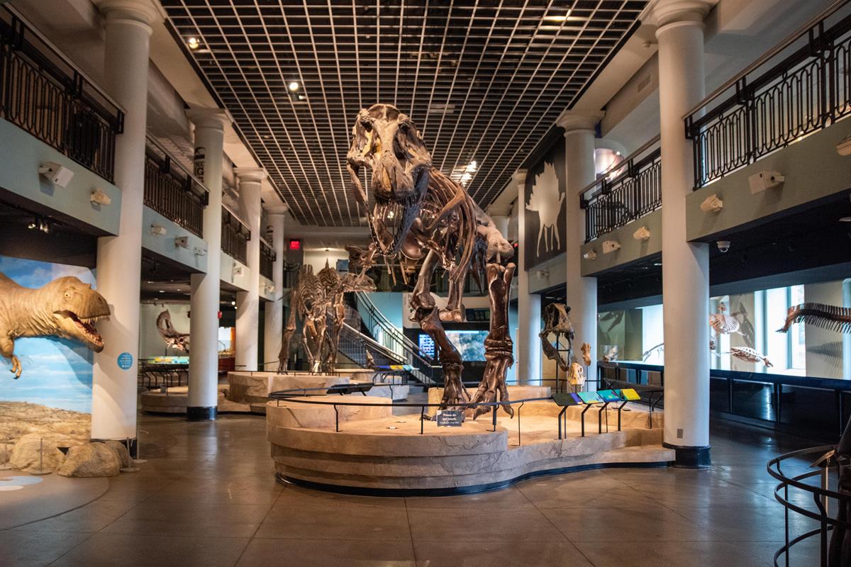 A wide view of dinosaur hall with the T. Rex in the middle.
