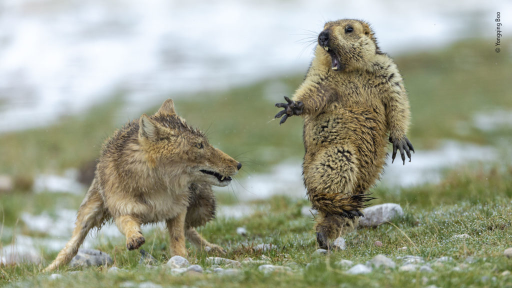 Tibeten Fox and Marmot