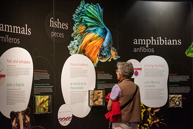 A woman reading a display about fish in the SKIN exhibit.