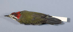 Cuban Green Woodpecker specimen