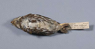 Ferruginous Pygmy Owl specimen