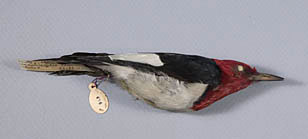 Red-headed Woodpecker specimen