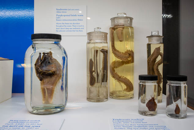 fish specimens preserved in glass jars with alcohol