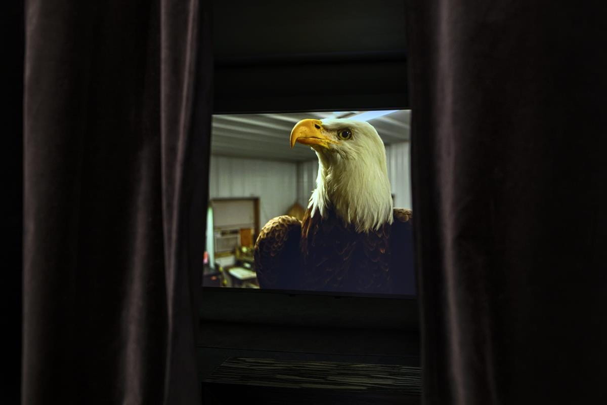 American Chimera: Constructing the Bald Eagle