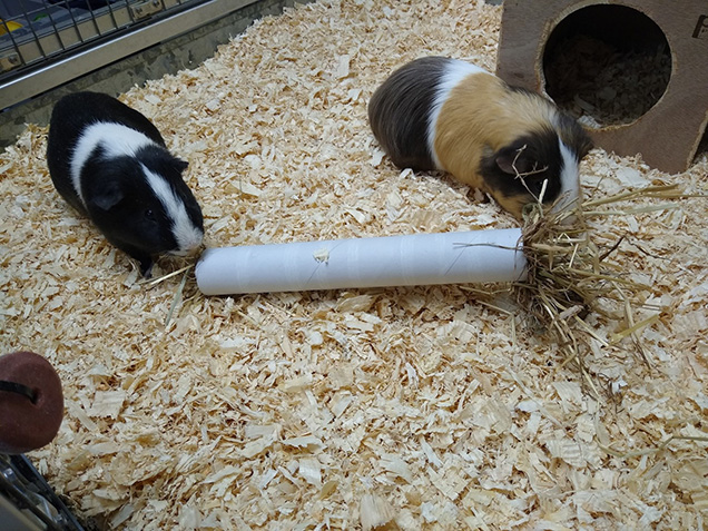 two guinea pigs playing with cardboard roll