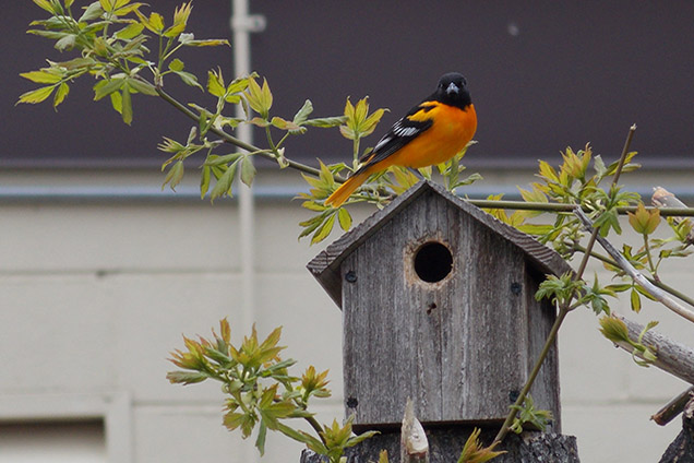 orange and black bird sitting on wooden bird house