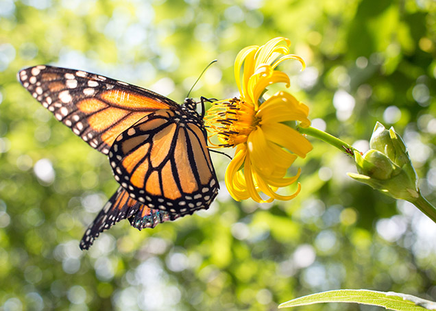orange and black monarch butterfly resting on yellow flower