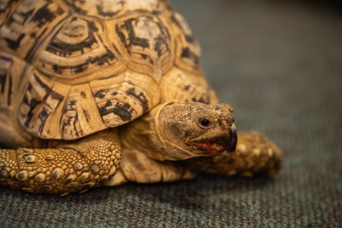 A close up of a leopard tortoise who just finished eating a strawberry.