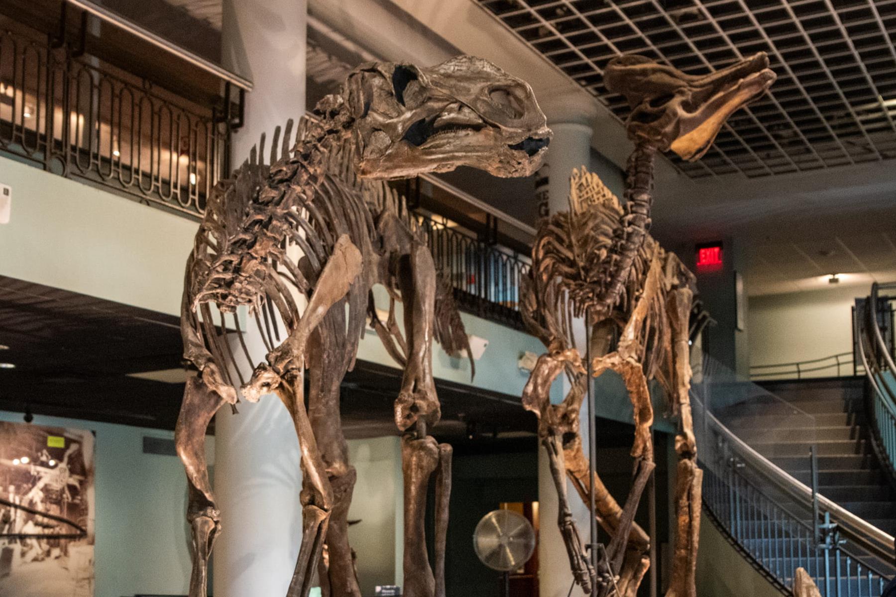 A group of people looking at signs in front of the Hadrosaurus skeleton.