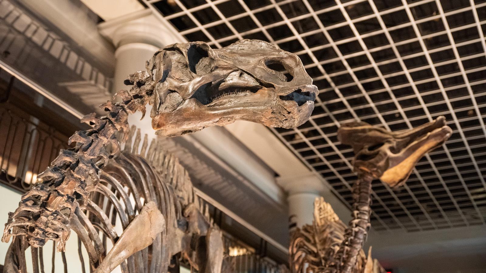 A close up of two duck billed dinosaurs, the hadrosaurus and corythosaurus skeletons.