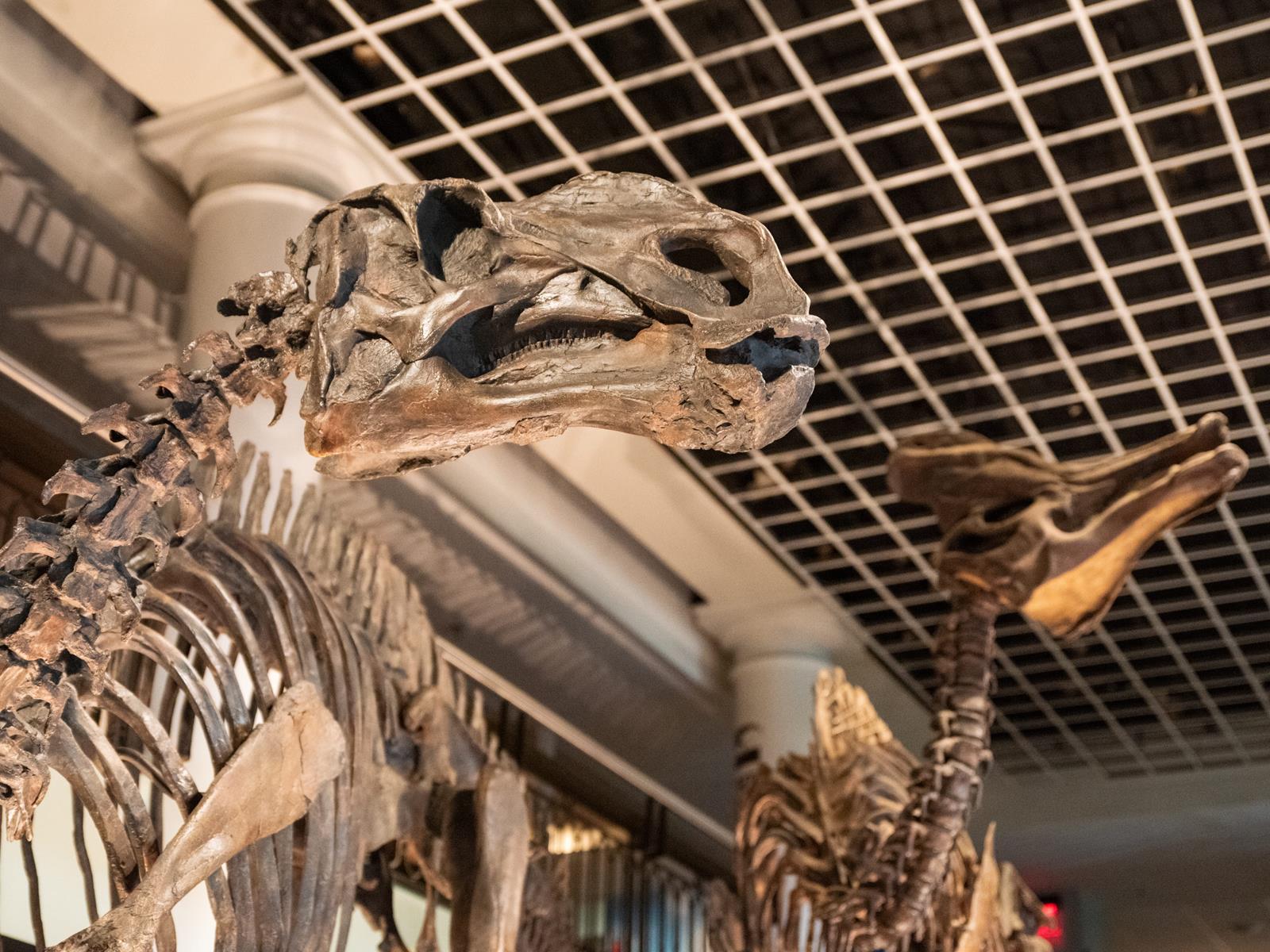 A close up of two duck billed dinosaurs, the hadrosaurus and corythosaurus skeletons.