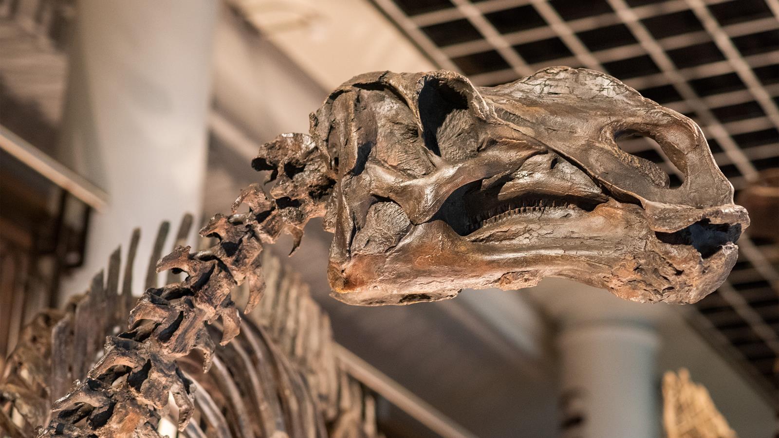 A close-up of the hadrosaurus folkii skeleton on display.
