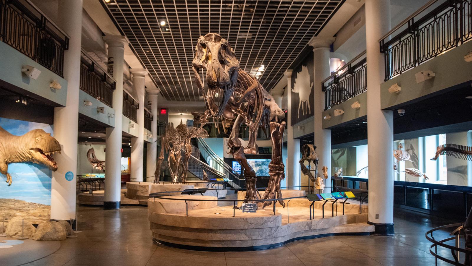 A wide view of dinosaur hall with the T. Rex in the middle.