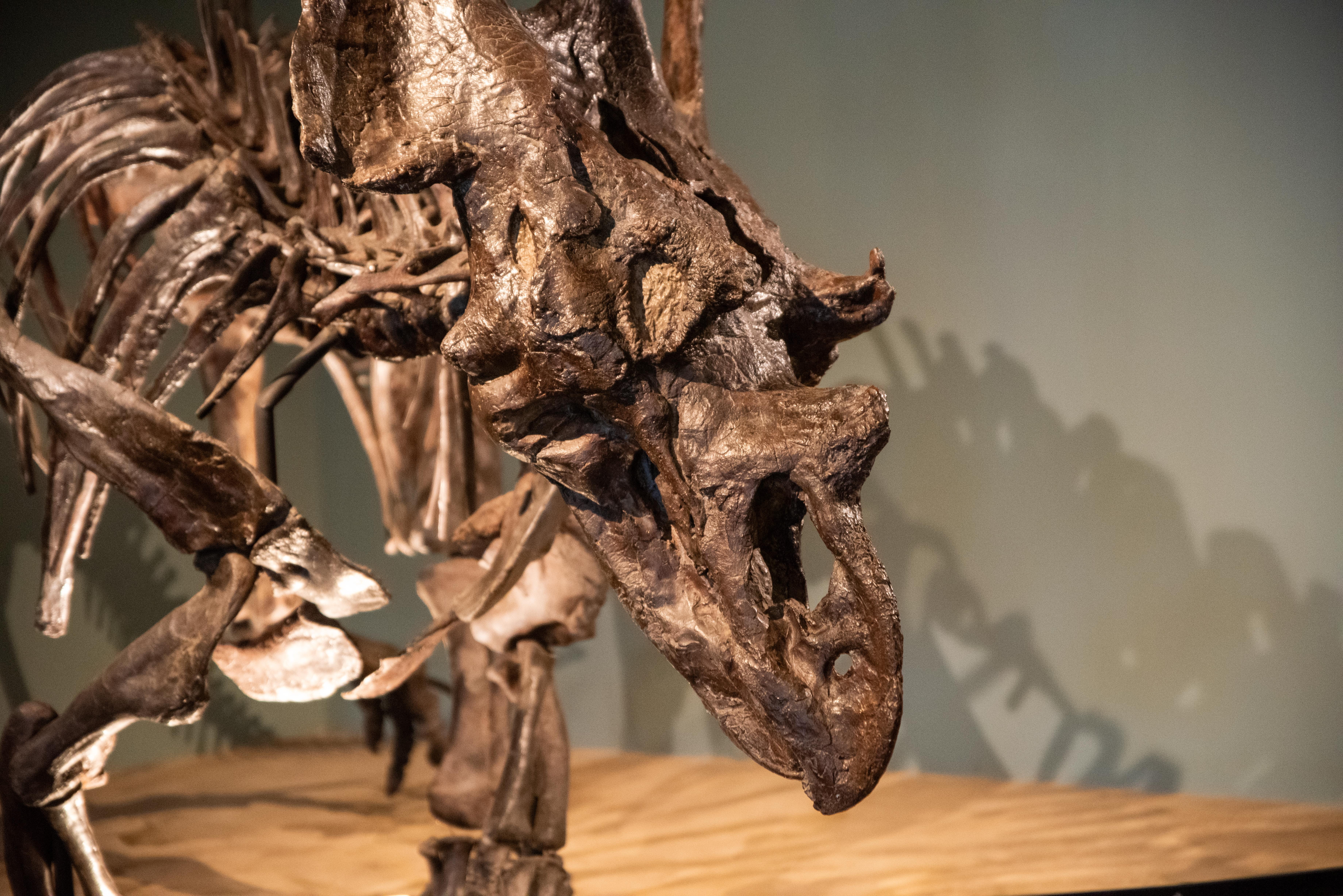 A Chasmosaurus Belli skeleton.