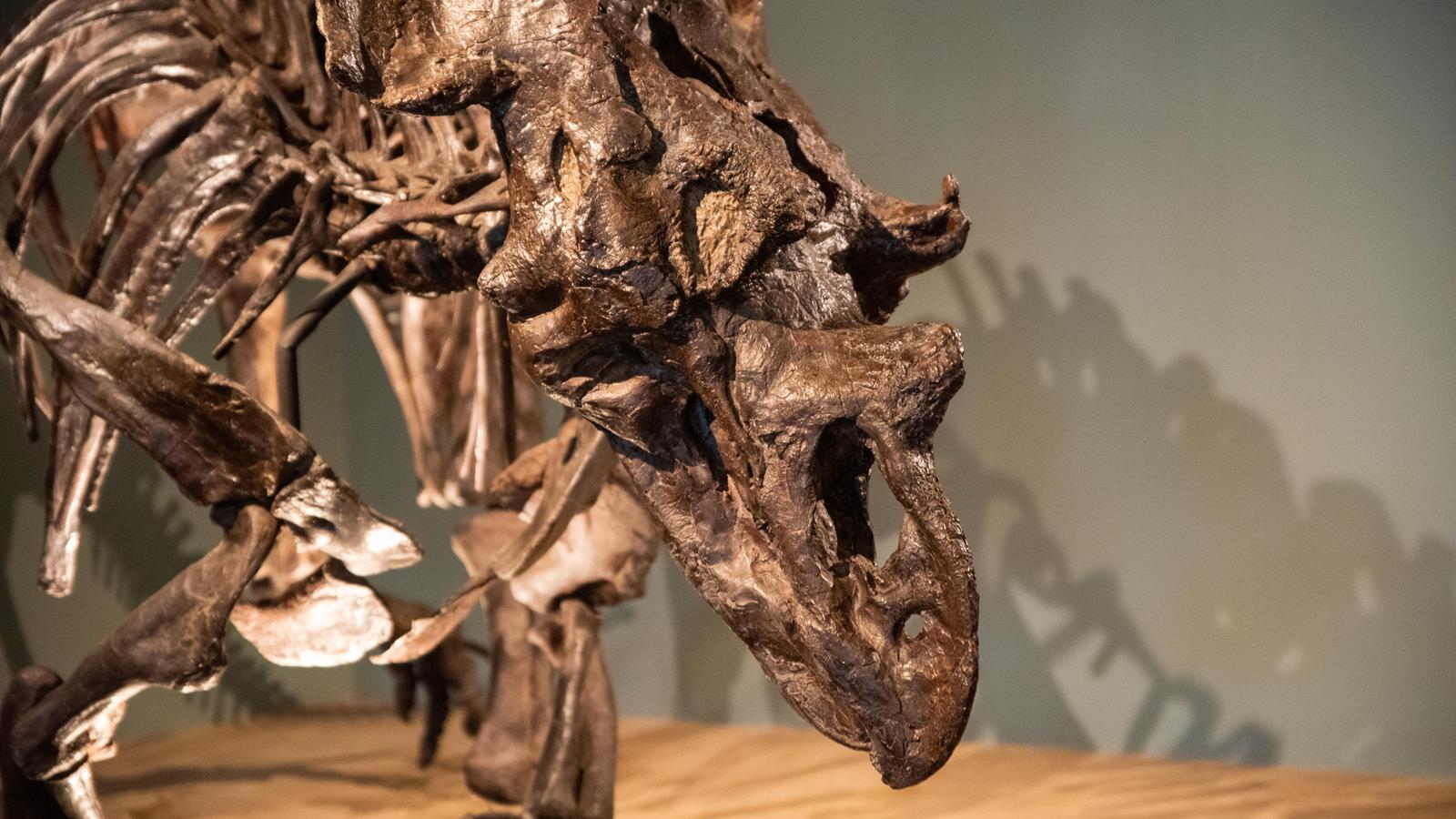 A Chasmosaurus Belli skeleton.