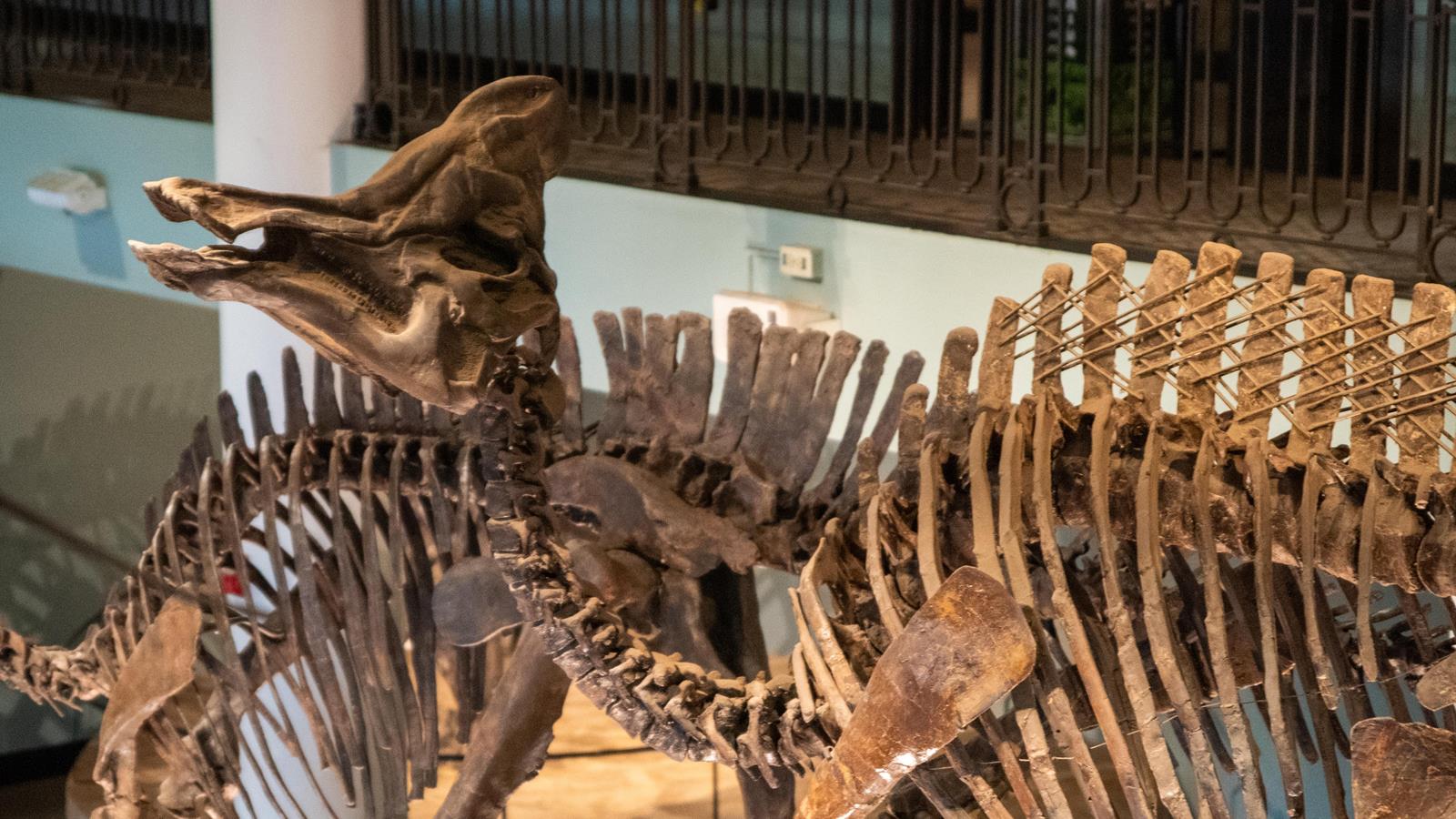 A Corythosaurus skeleton.