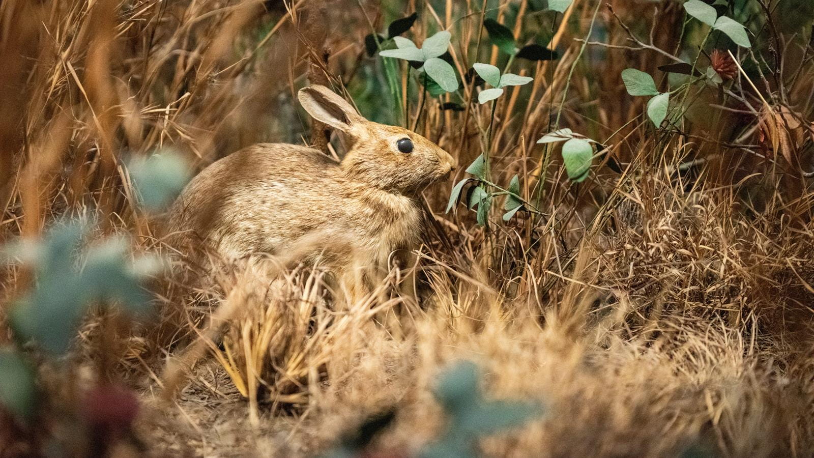 A rabbit hiding in grass.
