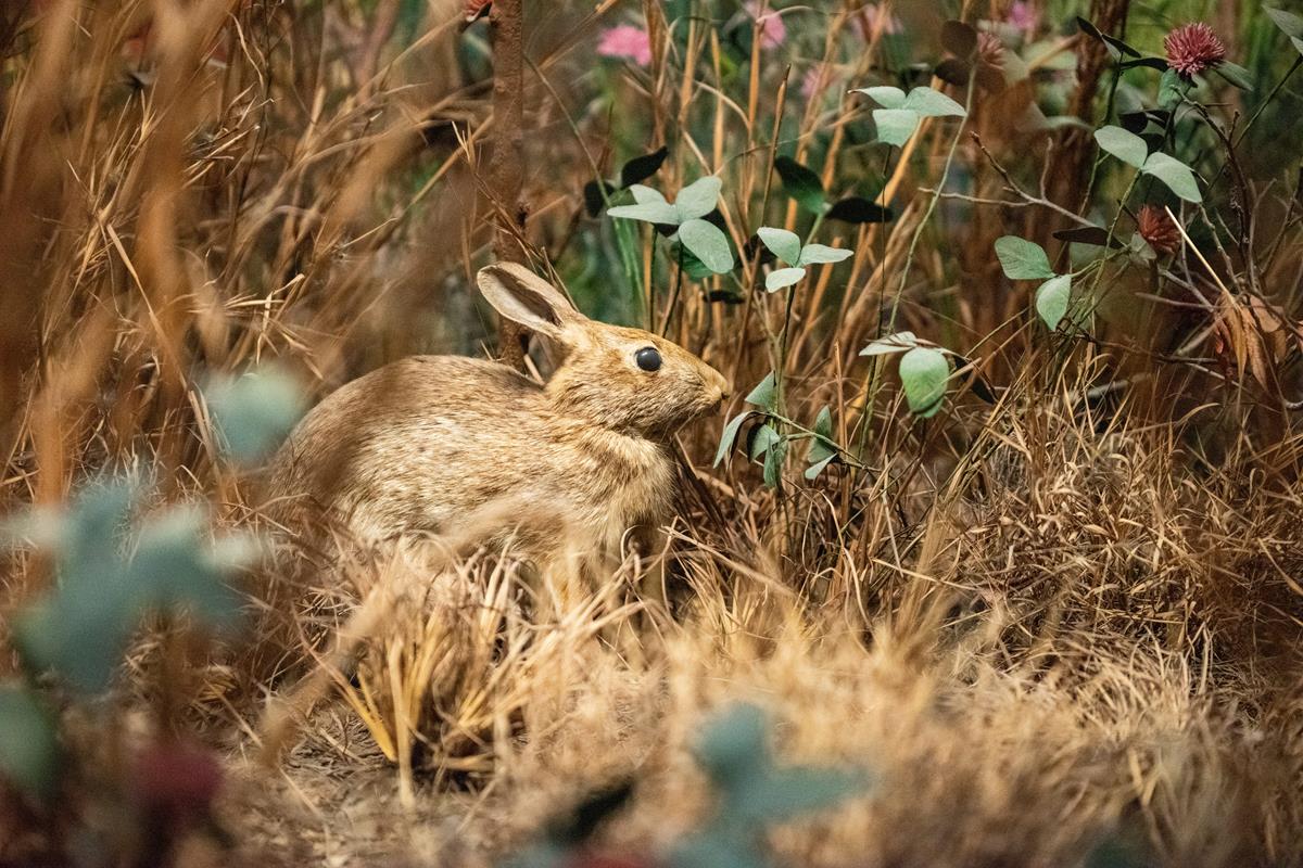 A rabbit hiding in grass.