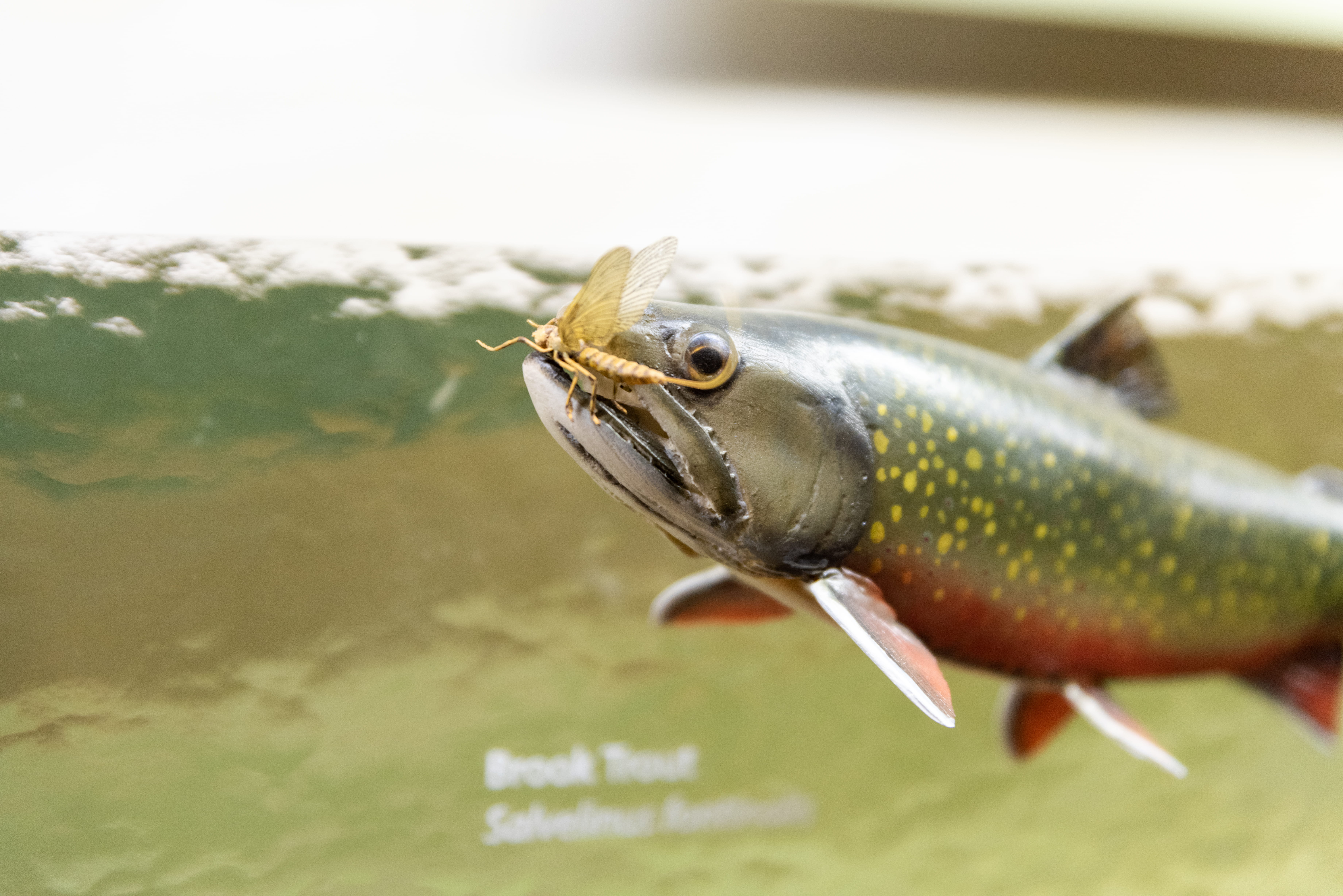 A brook trout eating a mayfly.