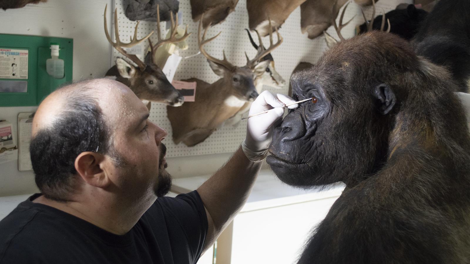 An artist working on detailing the gorilla diorama in their workshop.