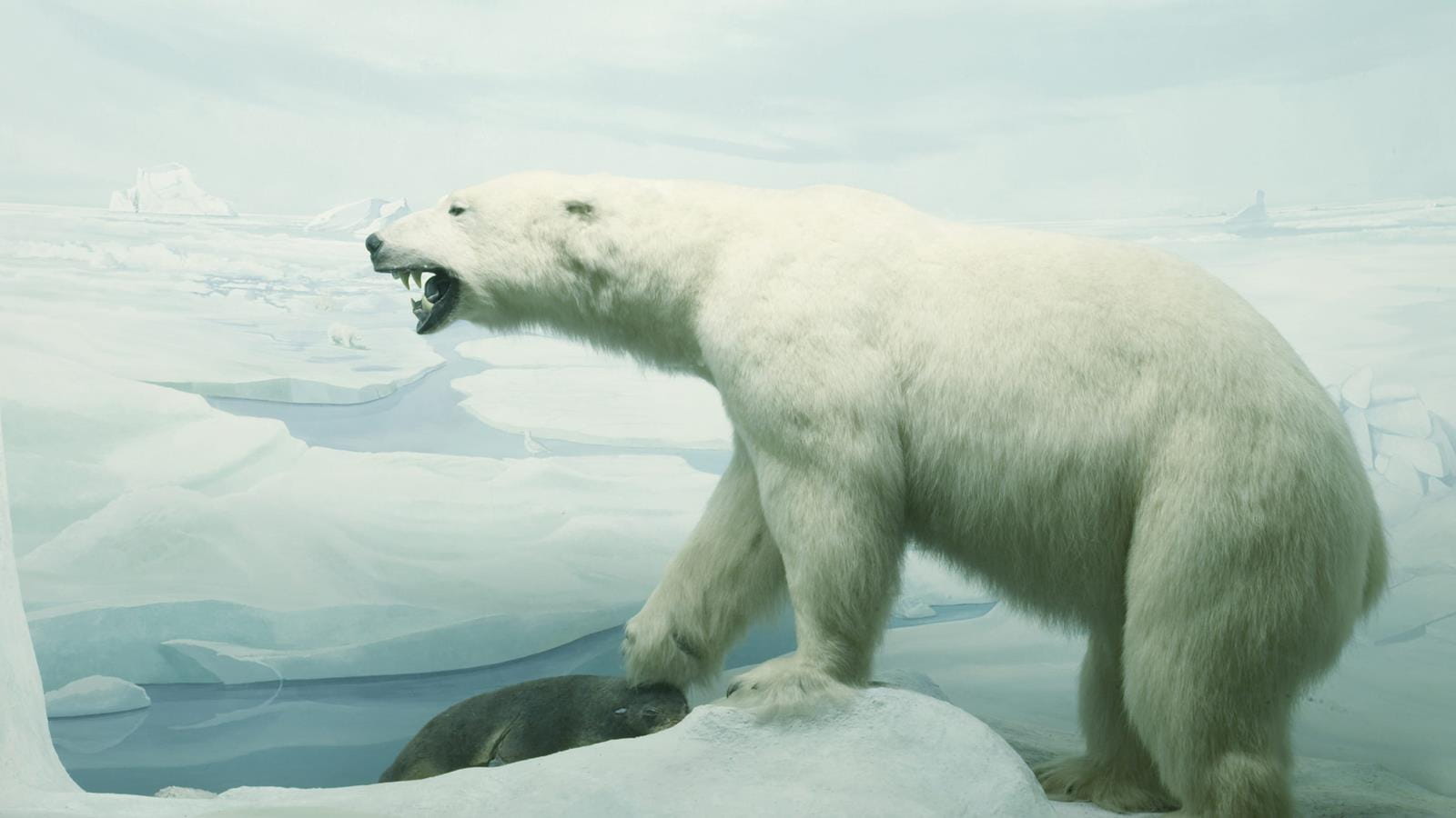A polar bear in an artic diorama with its paw over a dead seal.