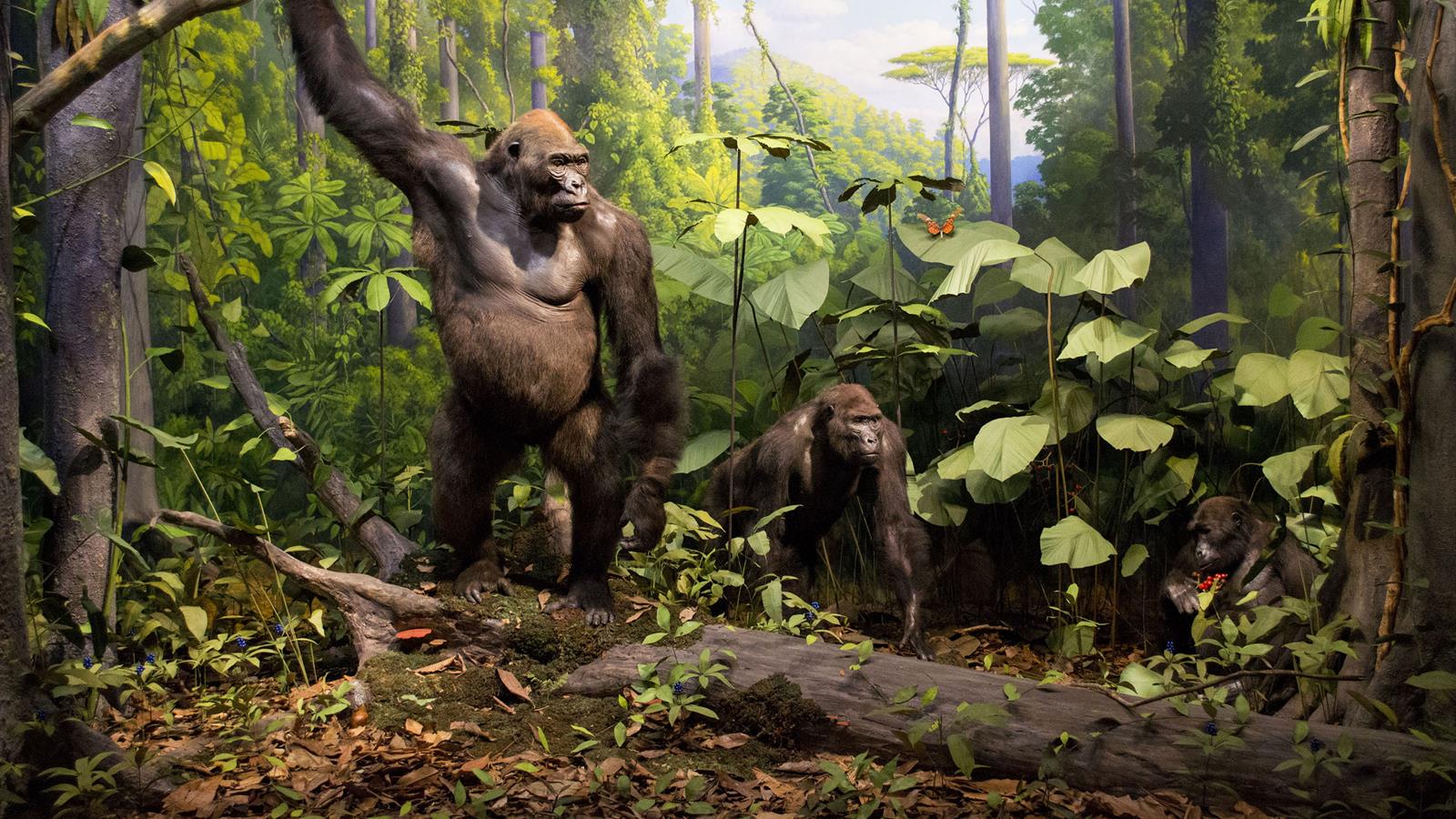 Two gorillas in a jungle diorama with leaves, trees, and other small animals.