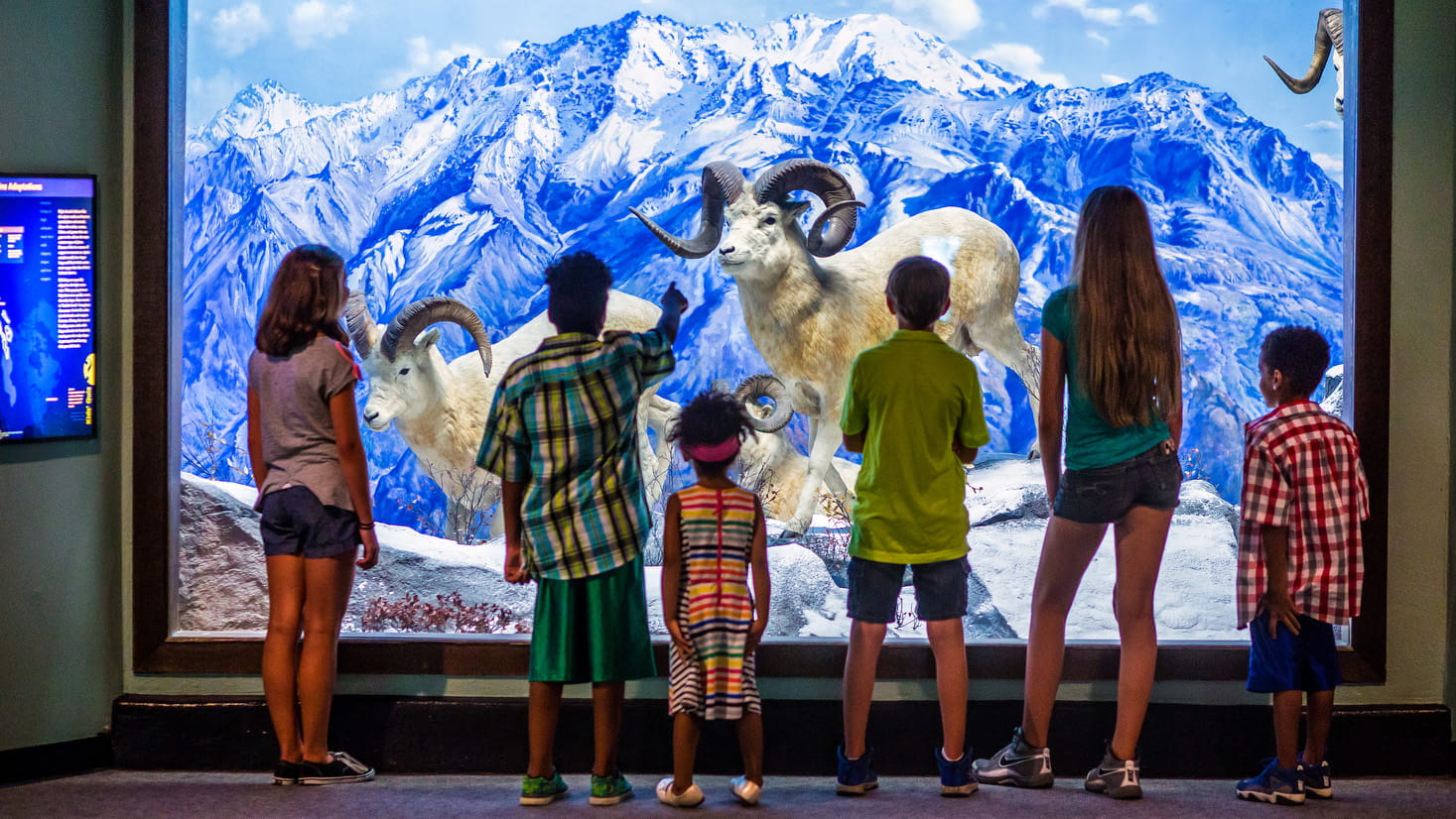 Several children standing in front of the Dall Sheep Diorama.