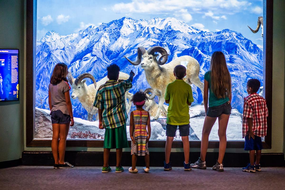 Several children standing in front of the Dall Sheep Diorama.