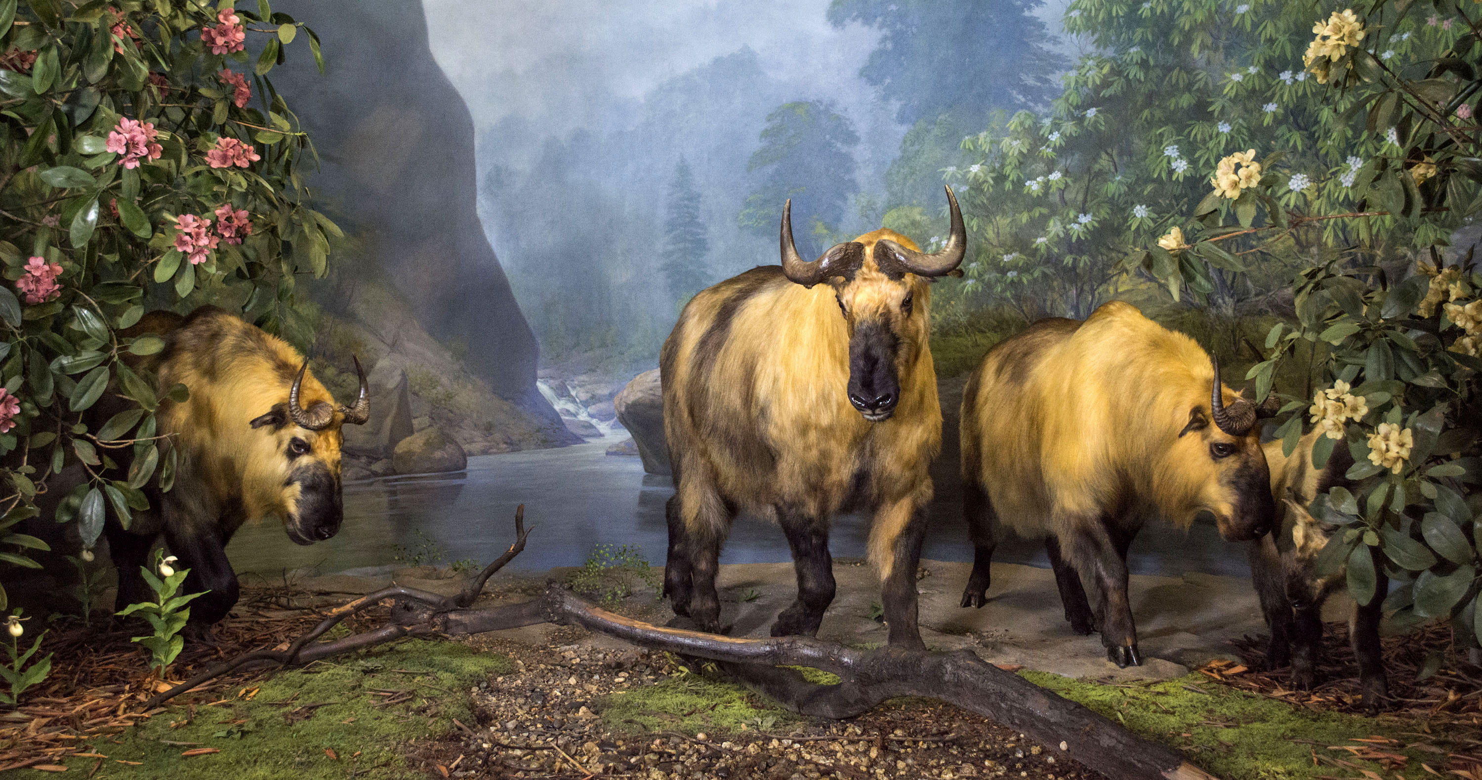 Three takin stand in a valley diorama with several plants and branches.