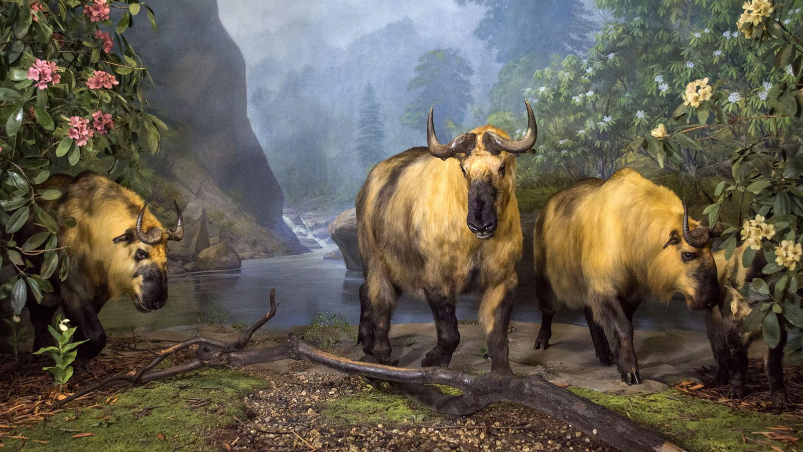 Three takin stand in a valley diorama with several plants and branches.