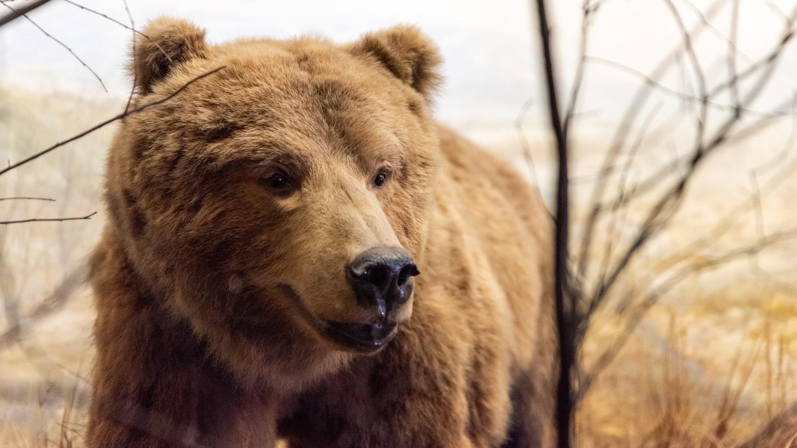 A brown bear in a diorama.
