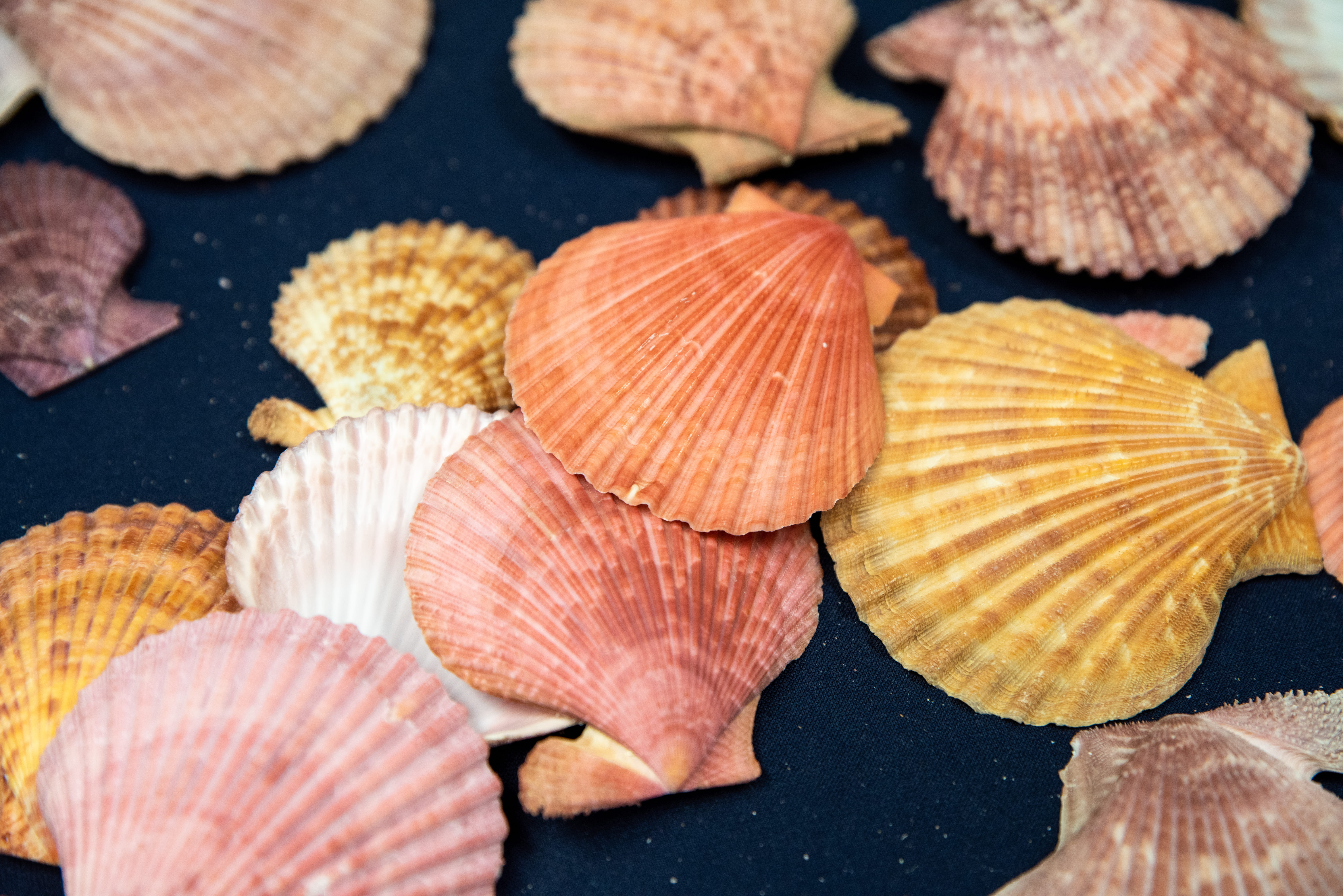 Several shells on a blue tablecloth.