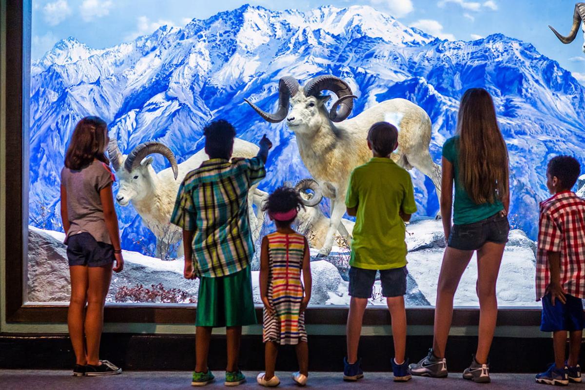 Dall Sheep diorama 