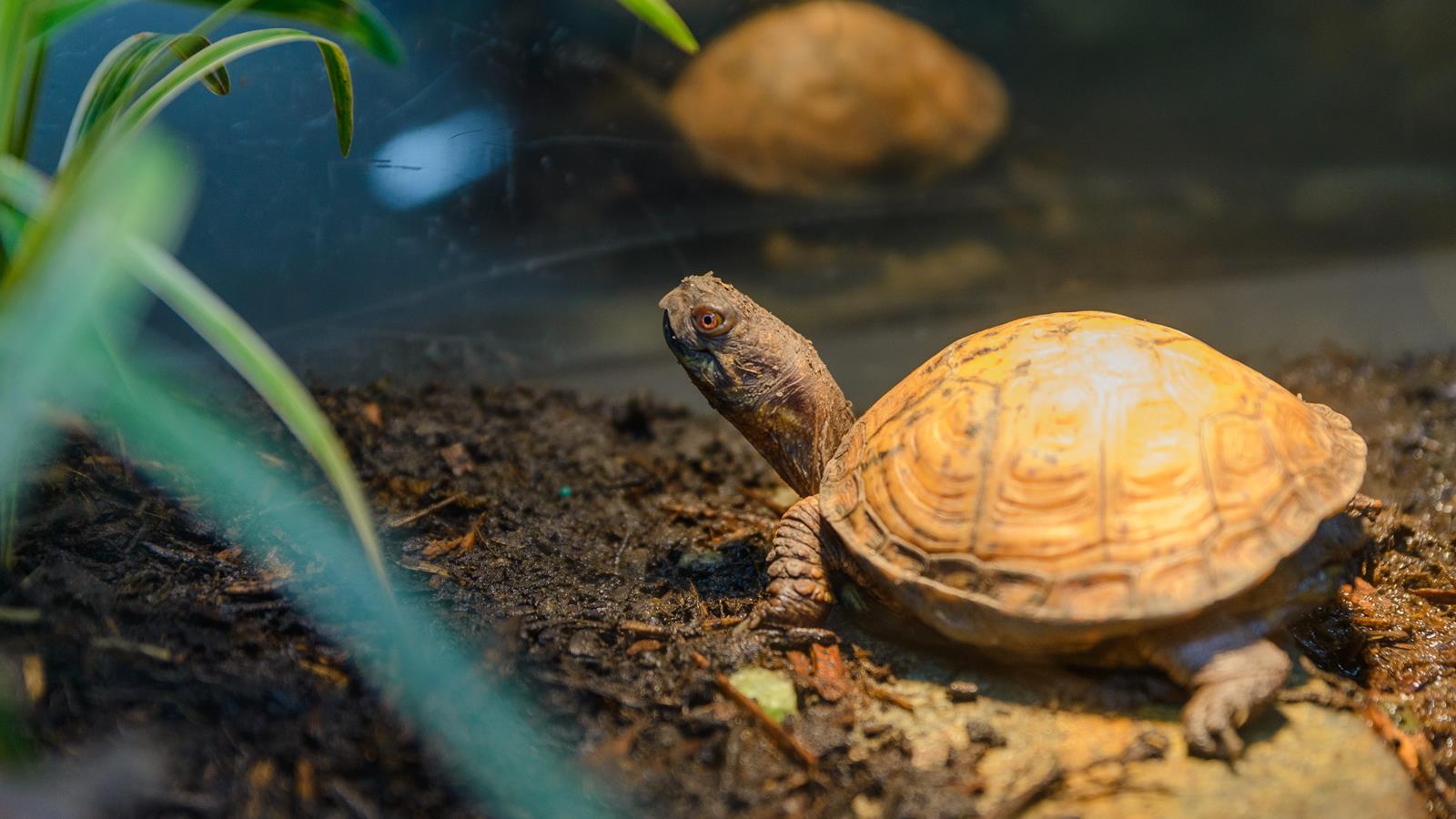 A box turtle in its enclosure looking around.
