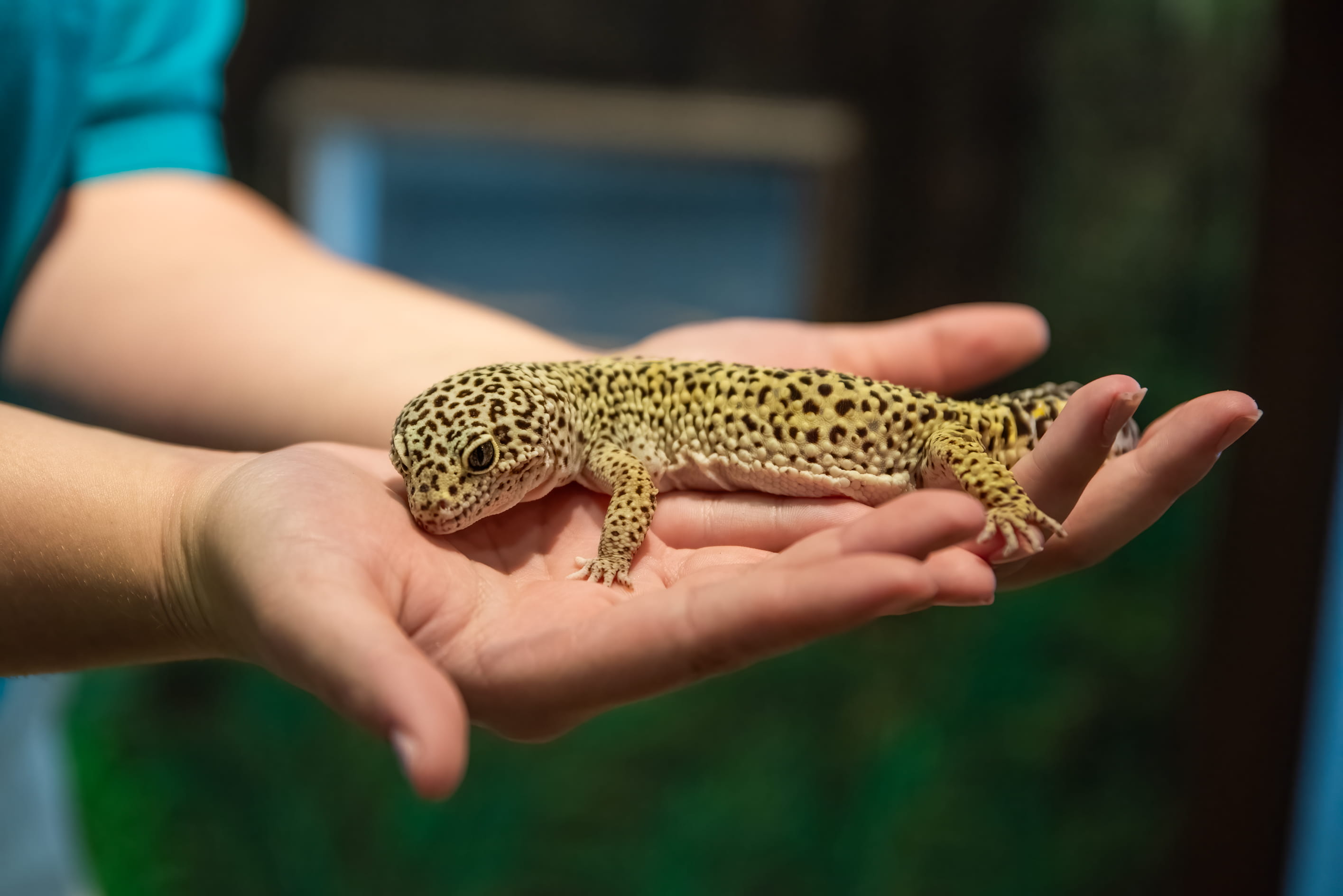 A staff member holding a leopard gecko.