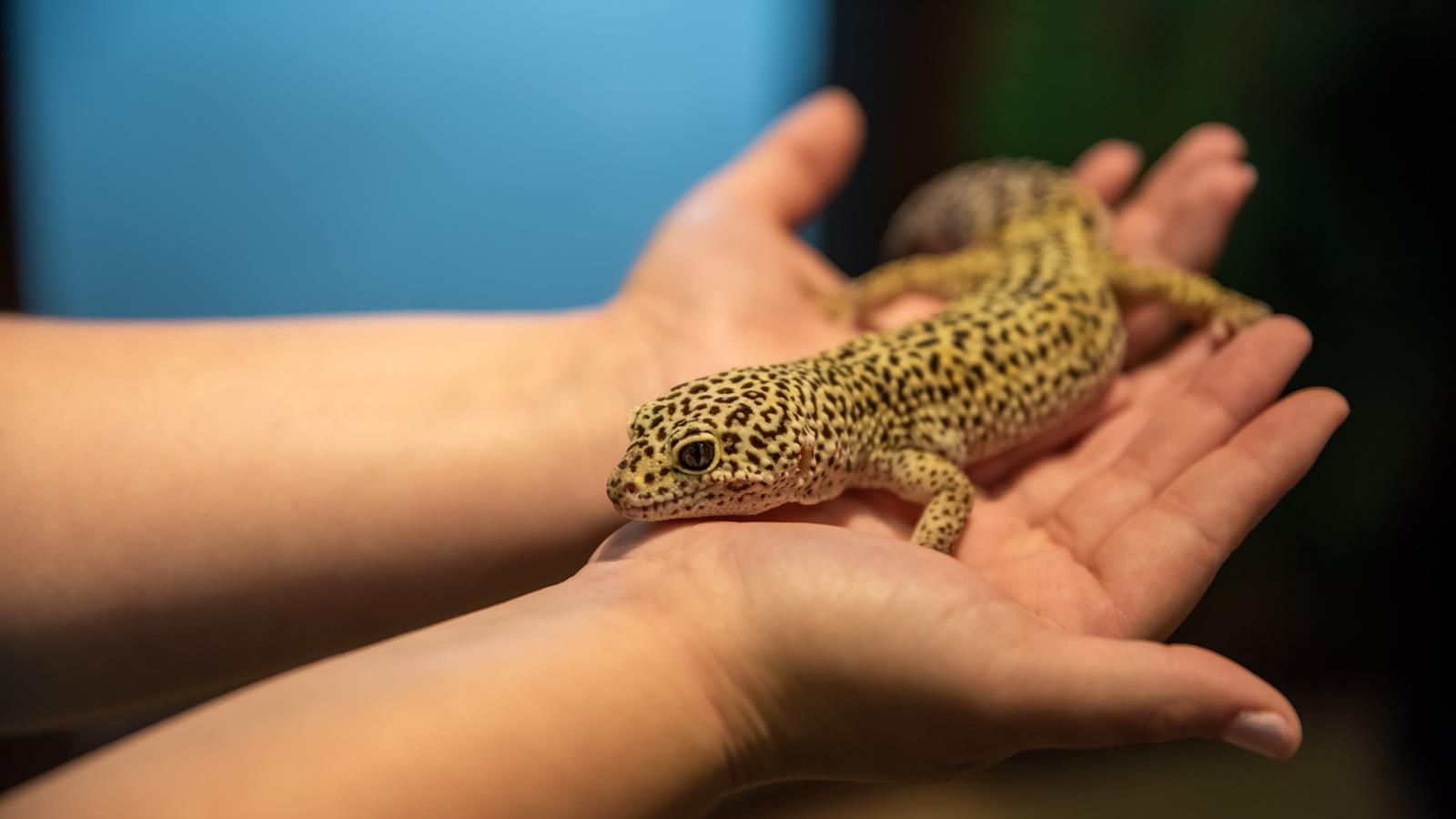 A staff member holding a leopard gecko.