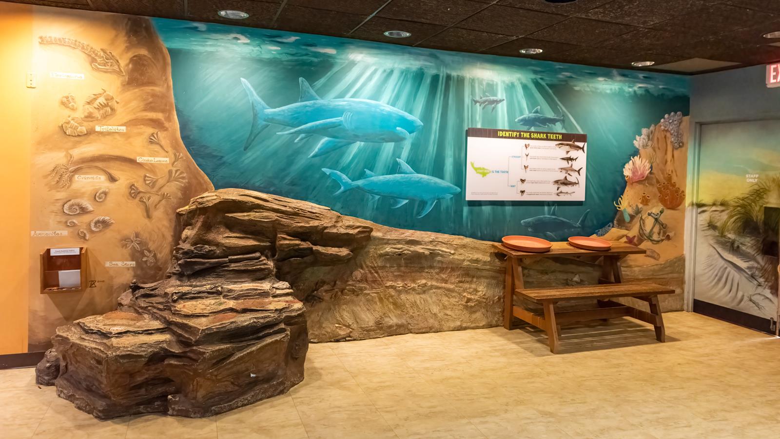 A sharktooth dig with a mural of sharks and descriptions of the different type of teeth.