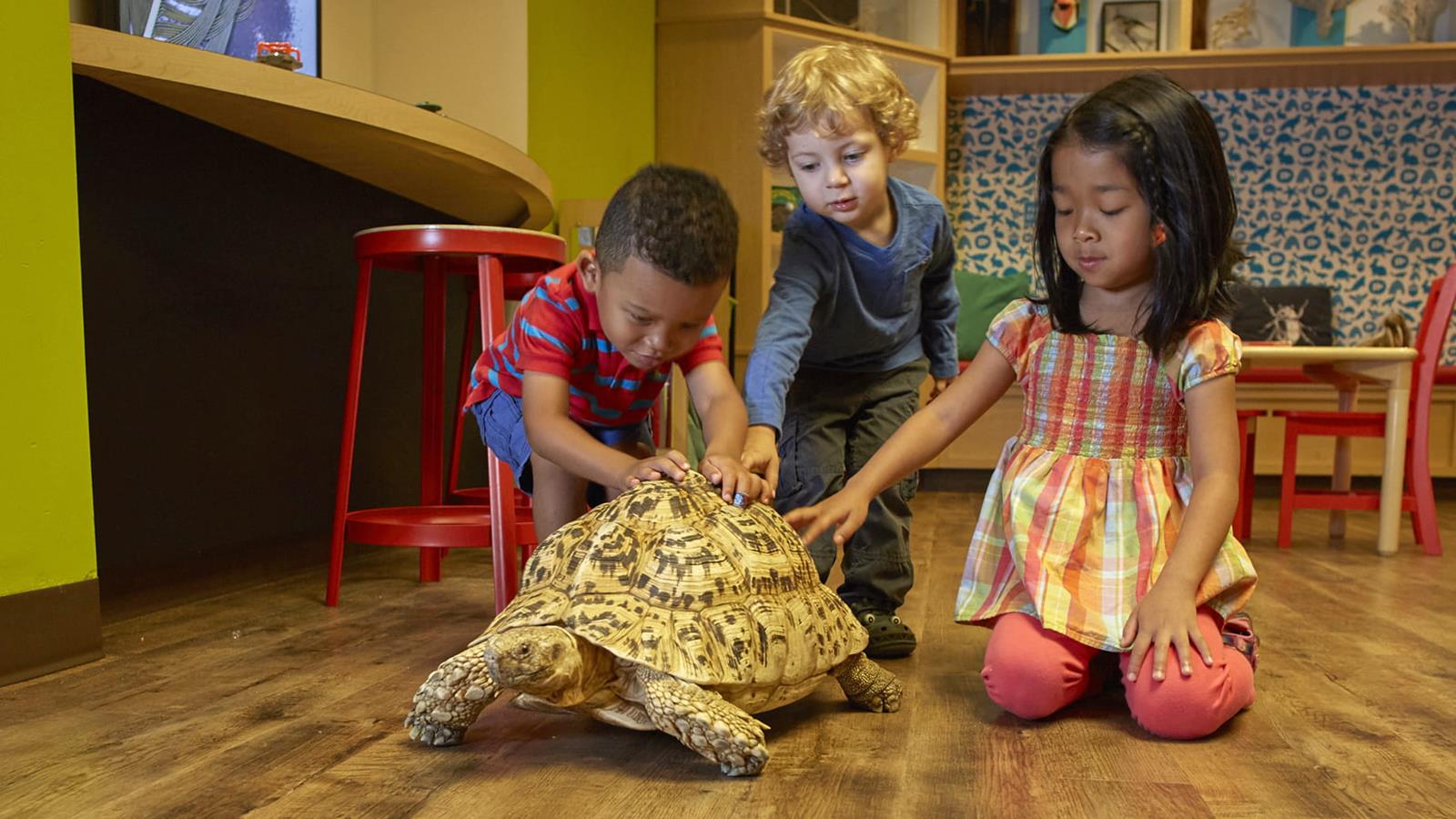 Three young children petting a Leopard Tortoise. 