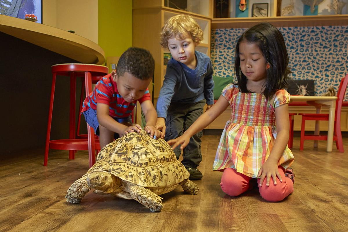 Three young children petting a Leopard Tortoise. 