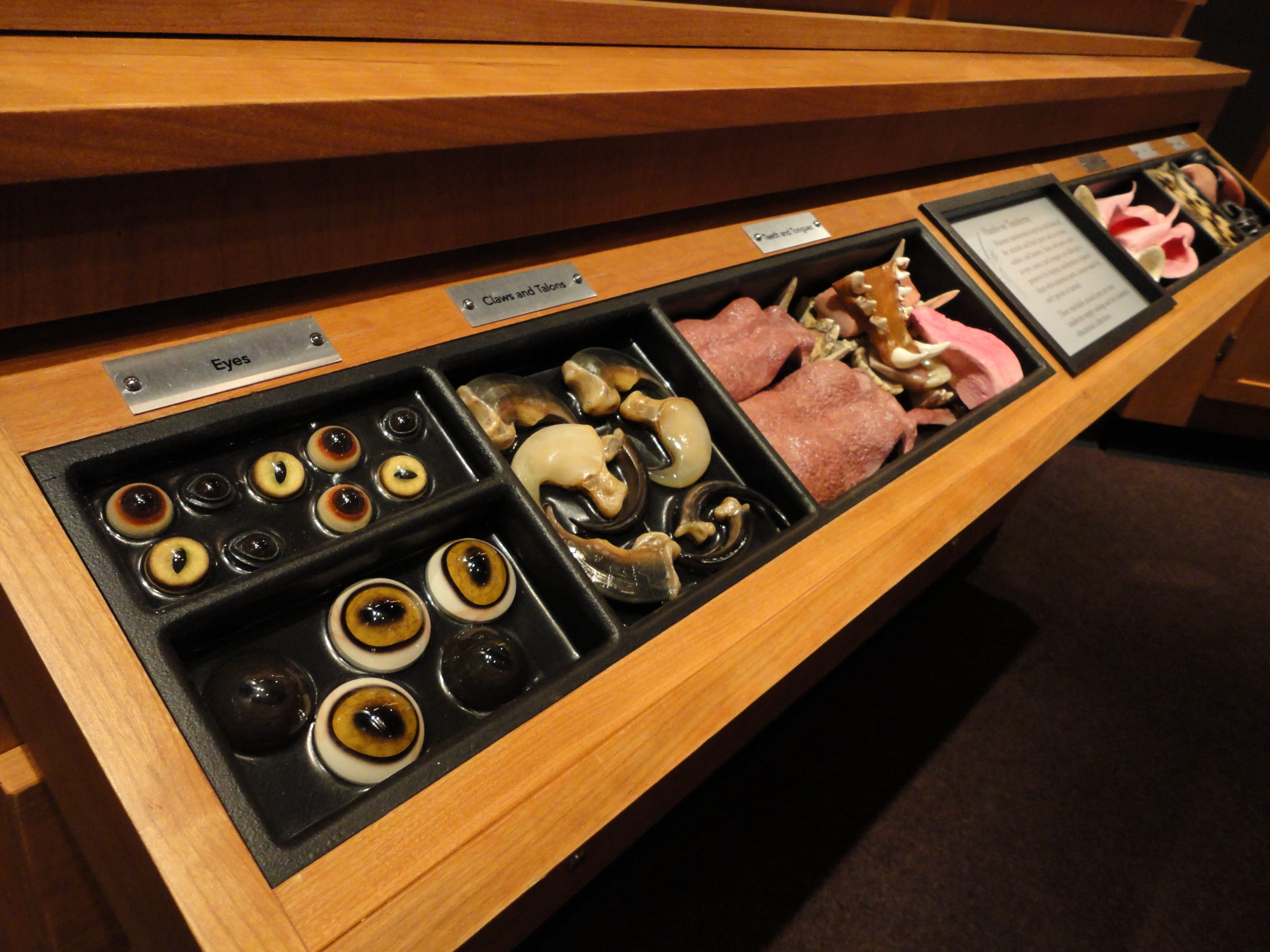 Several parts that make up animals in various dioramas, including eyes, claws and teeth, and tongues.