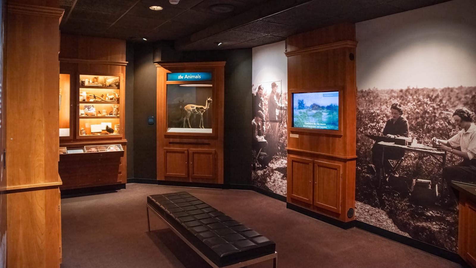 One half of the secrets of the diorama exhibit, with a video showing how animals were collected.