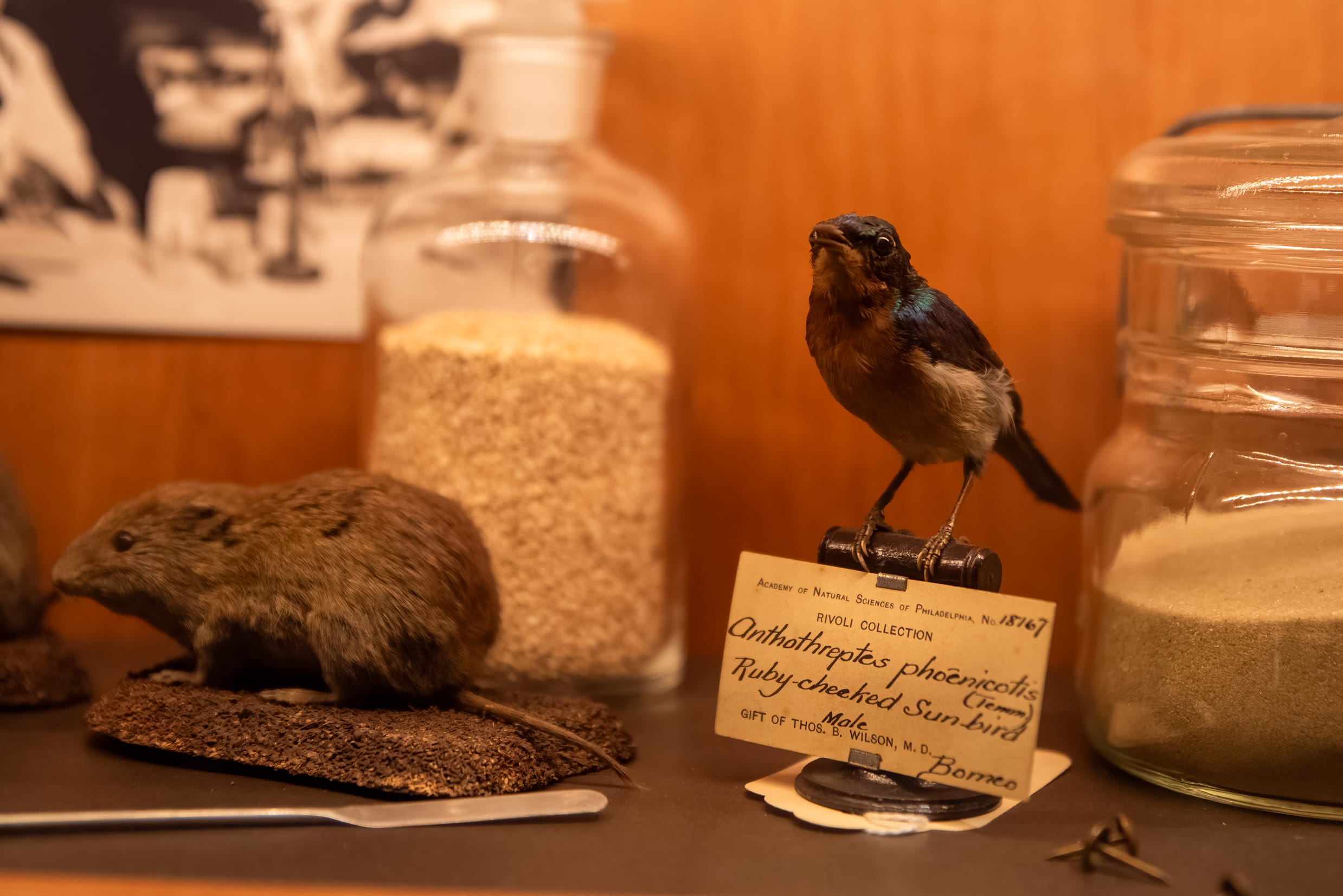 A close up of a taxidermized bird and a mouse.