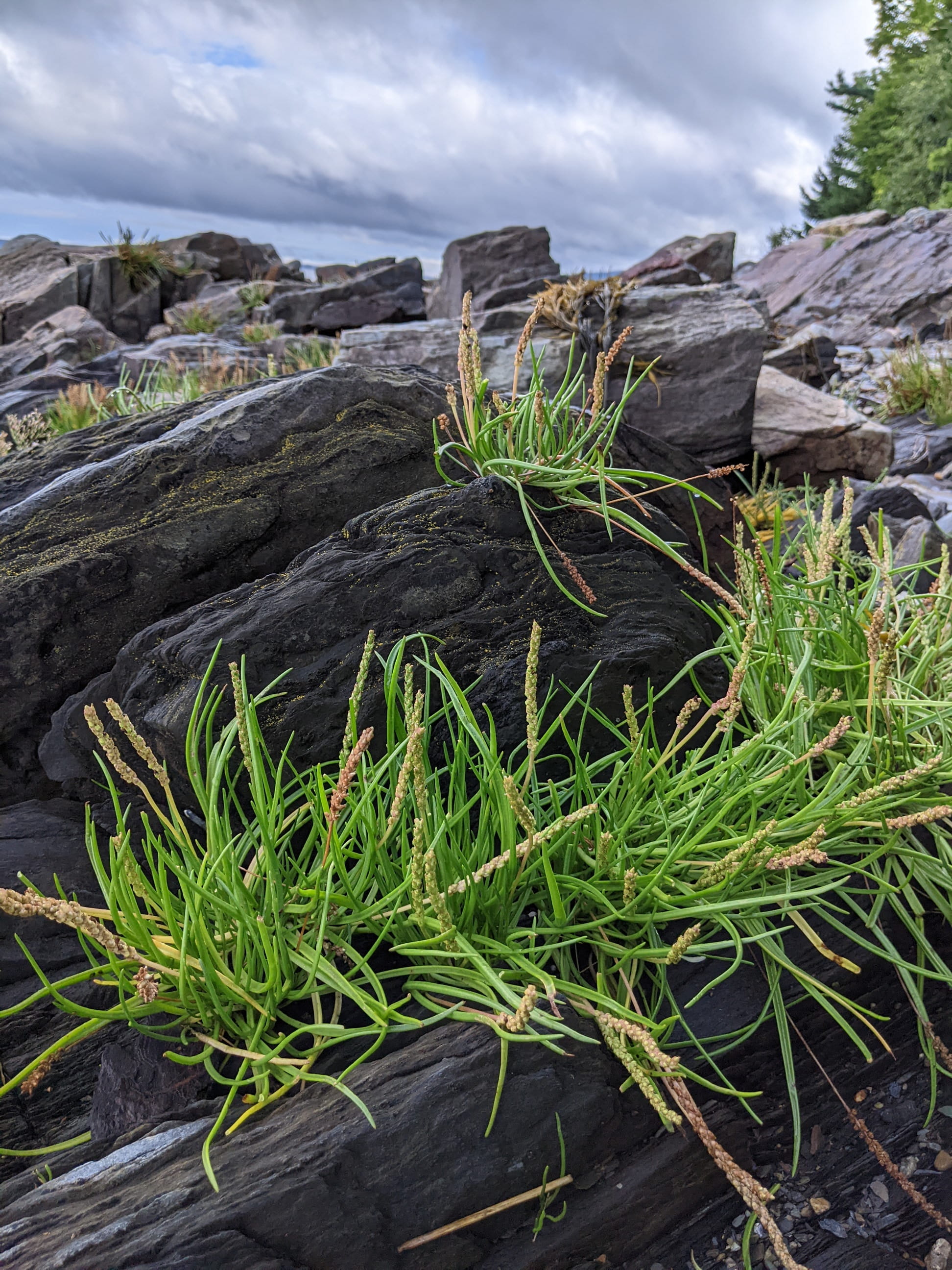 A rocky outcrop with seaweed.
