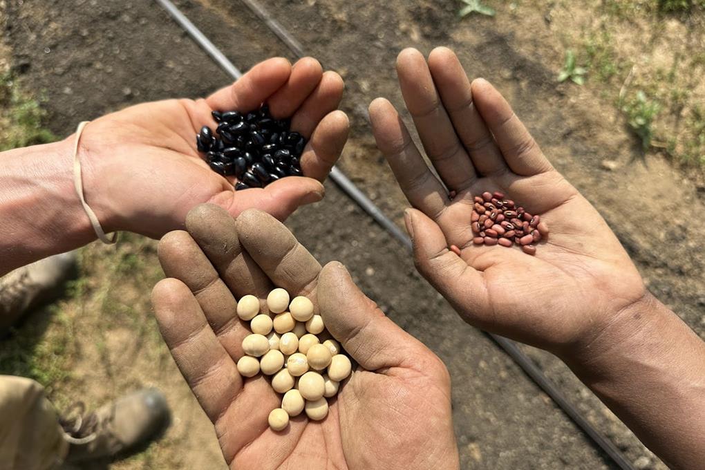 Three hands holding three different types of seeds.
