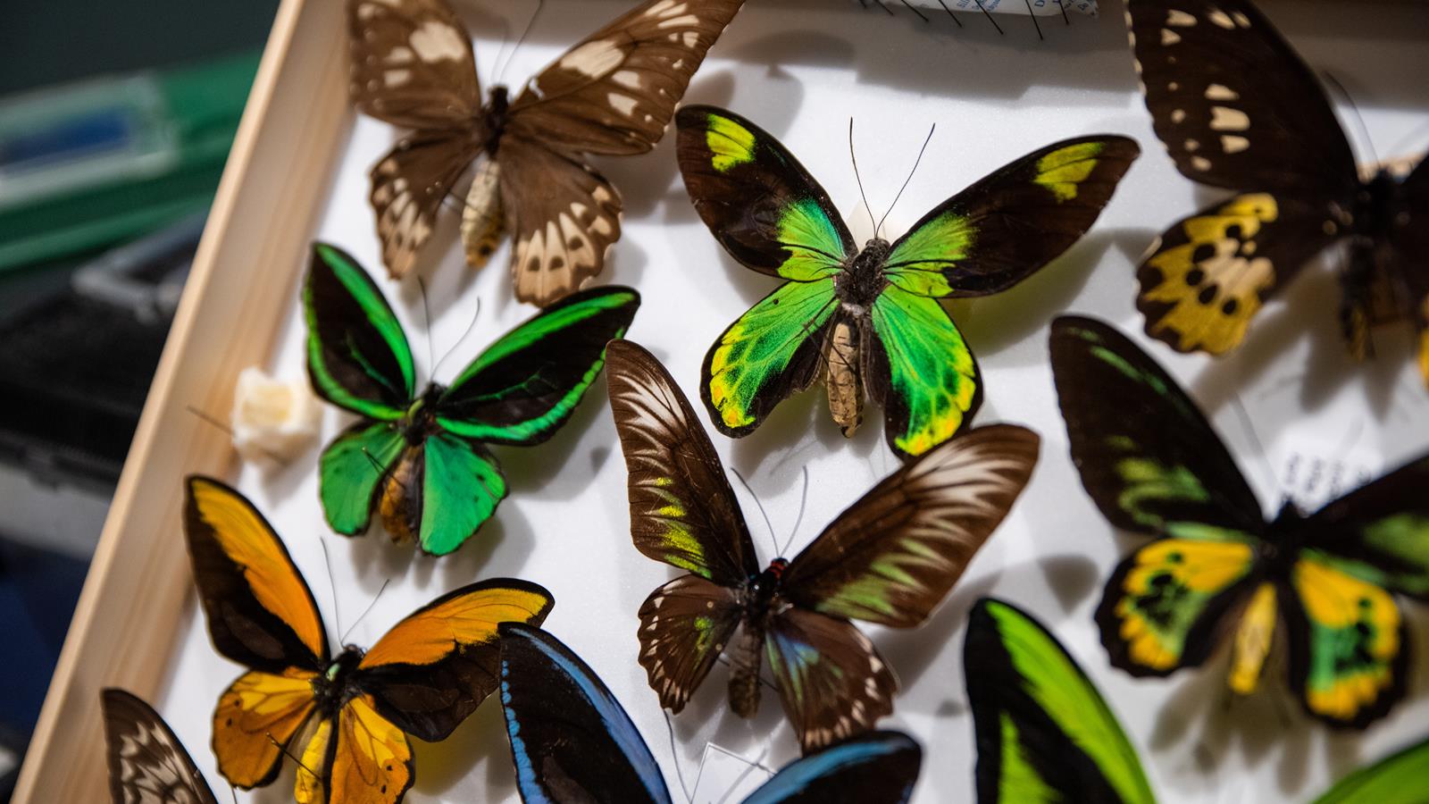 Ten butterflies with beautiful colors pinned in a box at Bug Fest. 