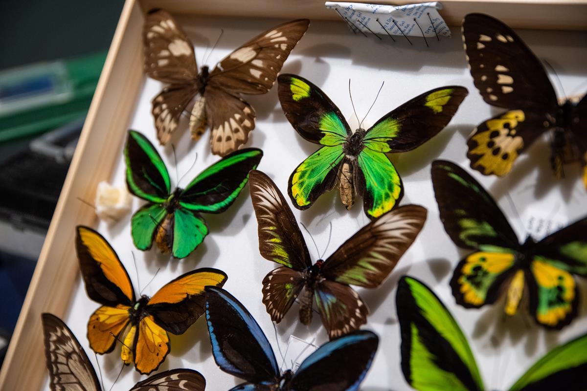 Ten butterflies with beautiful colors pinned in a box at Bug Fest. 