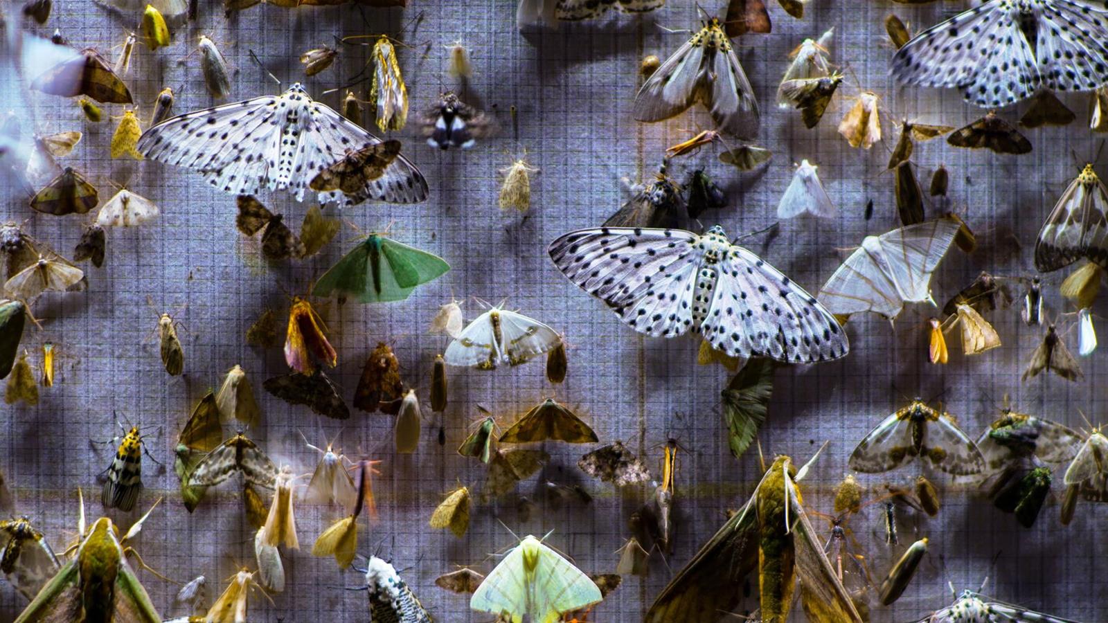 A wall of fabric covered by different species of moths.