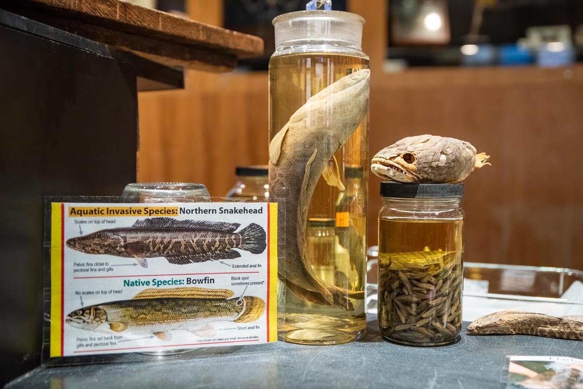 Several invasive snakehead specimens in a jars, their skull, and a diagram of the fish.