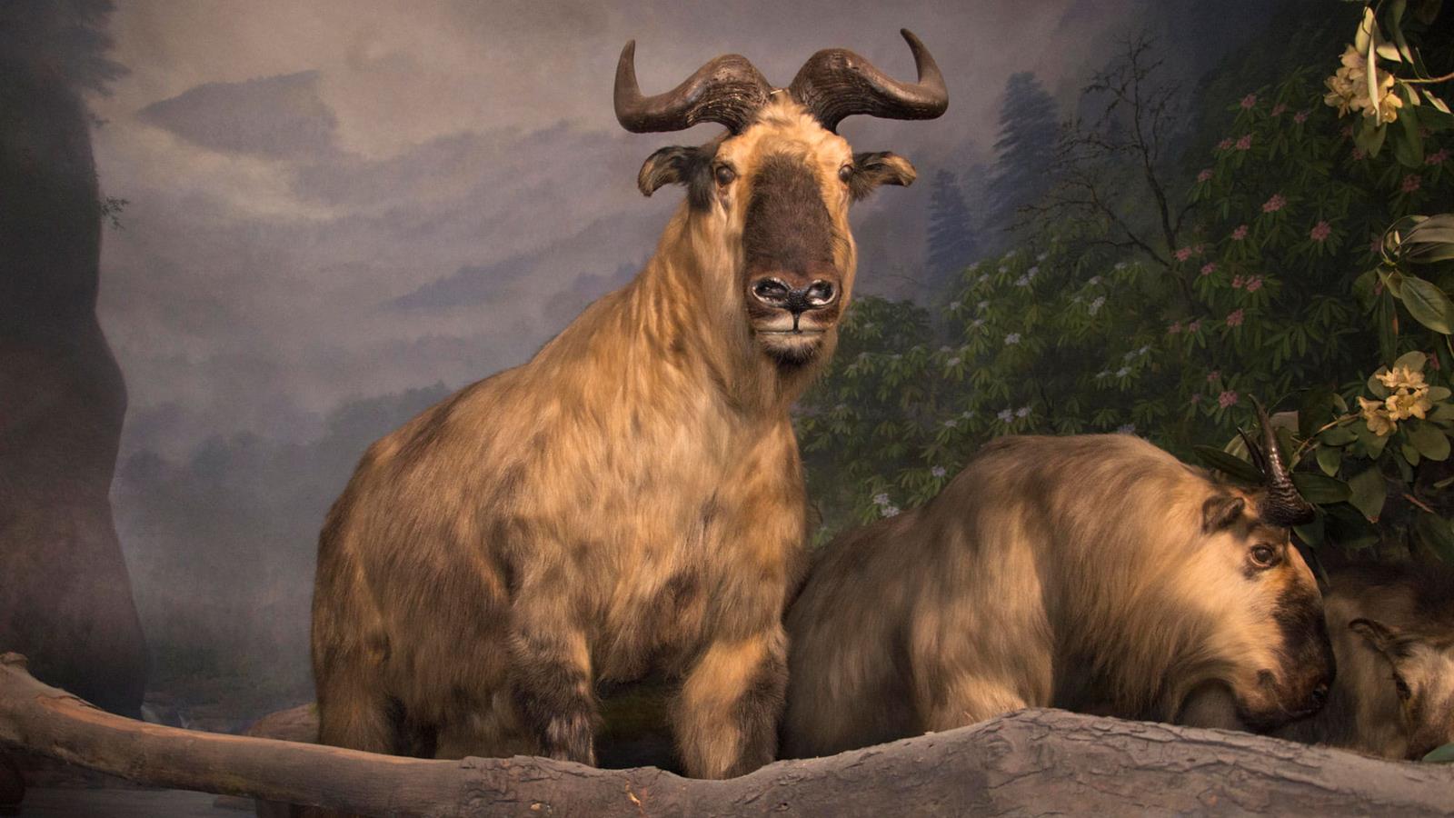 Two Takin in a diorama.