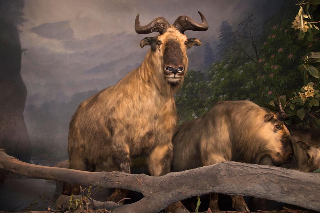 Two Takin in a diorama.